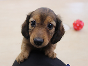 甘え上手な仔犬ちゃん💕